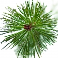 درخت کاجPine Tree